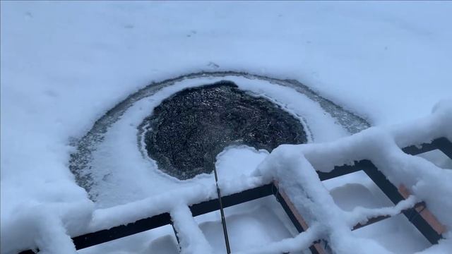 Жаба атакует белугу.Подводная съемка. смотреть онлайн