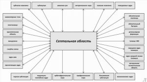 11.29.1 Подробное разъяснение. Септальная область. Часть первая