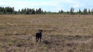 Курцхаар Этна. Первая самостоятельная стойка по дупелю.