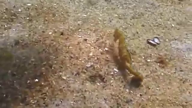 © Рыбы Чёрного моря Морской конек Hippocampus hippocampus 06 Long snouted seahorse смотреть онлайн