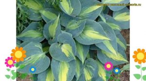 Хоста гибридная Гранд Маркю. Краткий обзор, описание характеристик hosta hybrida Grand Marquee