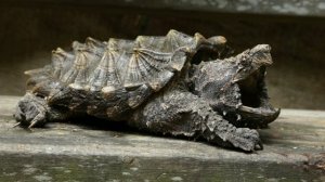 Виды динозавров.