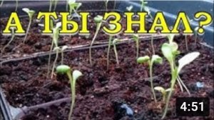 ПРИЕМЫ против вытягивания рассады???
