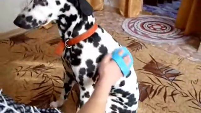 ЧТО НУЖНО ДЛЯ СОБАКИ В ДОМЕ! Массажёр для собаки! смотреть онлайн