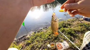 ловля САЗАНА в ИЮЛЕ на КУКУРУЗУ.