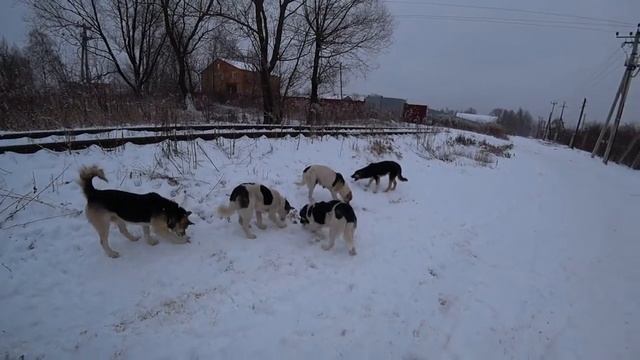 ВЛОГ 19.12.2020 года. Зимняя дача. Кормлю собак. смотреть онлайн