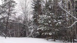 Осина обыкновенная. Небольшой обзор. Зима, Сибирь.