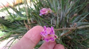 Cravo-do-Mato/(Tillandsia stricta) Solander ex Ker. Gawl. [Leitura na Descrição]#plantas