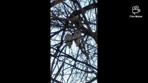 Неясыть серая