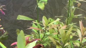 4К! ЧТО ДЕЛАТЬ С ВОДОРАСЛЯМИ?! УДО В АКВАРИУМ! #СИДИМДОМА!!! Тесты, пораметры воды в травнике 260л!