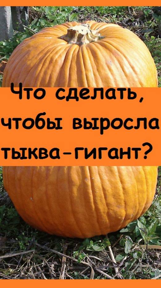 Как ВЫРАСТИТЬ ГИГАНТСКУЮ ТЫКВУ, какие будут первые шаги для её роста?
#дача #огород #сад #garden