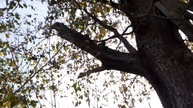 Дубы-колдуны и подруга Рябина смотреть онлайн