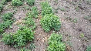 Высаживаем хризантемы,выращенные из семян