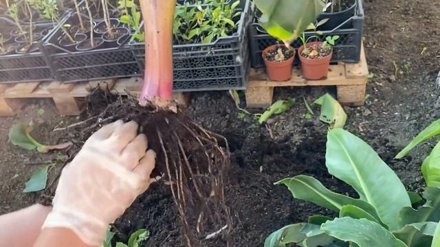 Пересадка деток банана ?? смотреть онлайн