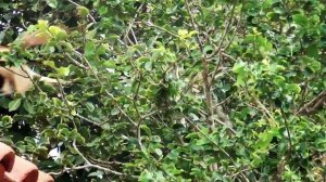 Recording with Sony Handycam HDR-PJ260VE