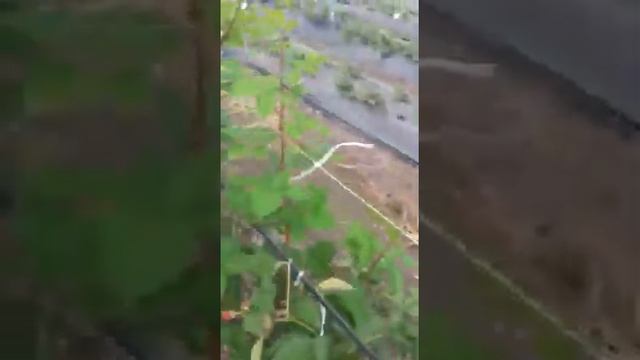 Прайм арк фридом первого года посадки смотреть онлайн