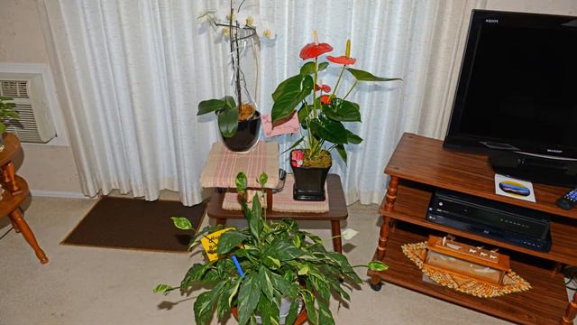 The Orchid - Part 12 смотреть онлайн