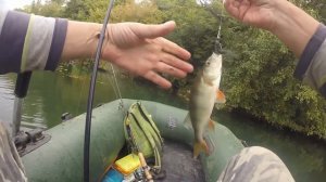 Ловля окуня на силиконовые раки.  Один крючок - 2 рыбы!!!