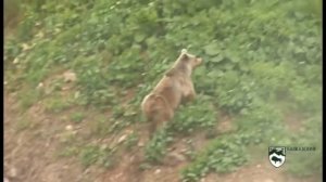 Виртуальная экскурсия "Путешествие по Кавказскому заповеднику"