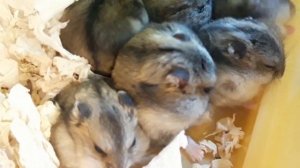 ?ДЖУНГАРСКИЕ ХОМЯЧКИ | JUNGAR HAMSTERS ? СЕМЕЙСТВО СМЕШНЫХ ХОМЯКОВ