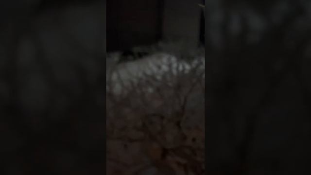 Гуляю с толпой собак. Ищу прекрасный куст шиповника. Зима, мороз.