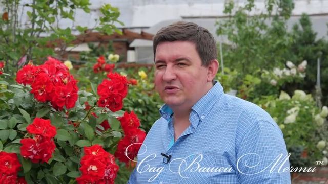 Посадка штамбовой розы.  Часть 1