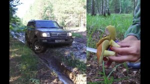 Вылазка за грибами/Проверка МТ резины Comforser CF3000 на Land Cruiser 100/дорога до оз.Щучье