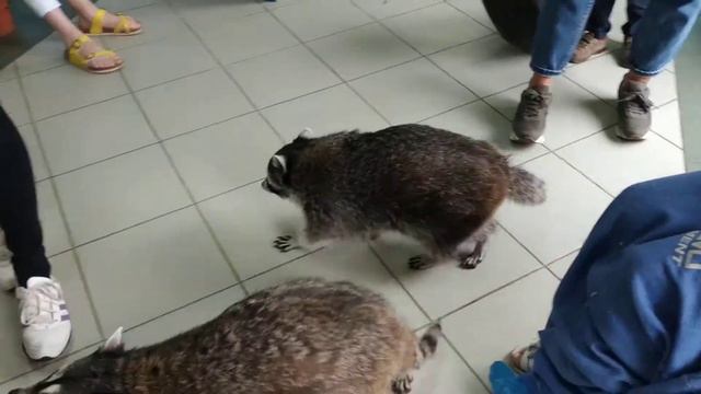 Игры с ручными енотами Планета енотов смотреть онлайн