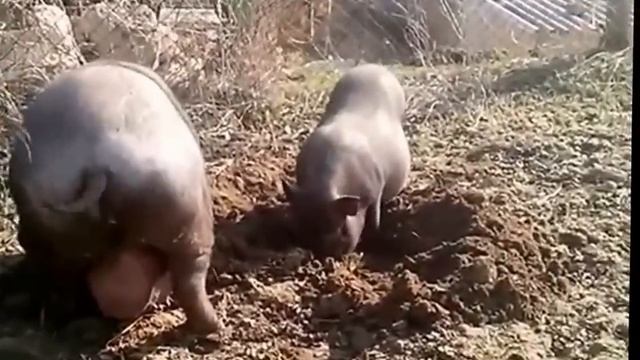 Вьетнамские свиньи. История одного семейства. Продолжение.Vietnamese pigs.