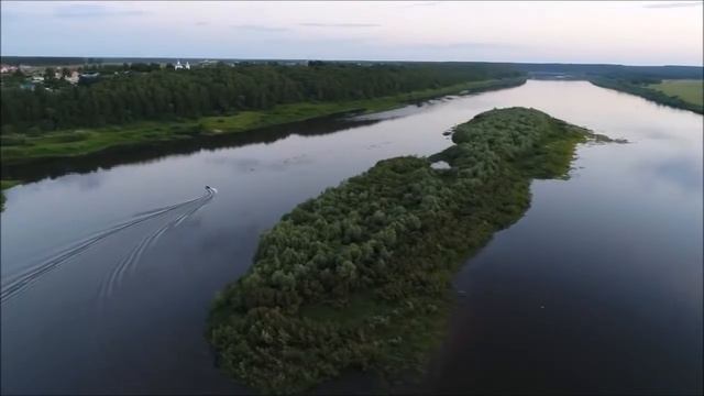 КУСТ ШИПОВНИКА НА ОКЕ