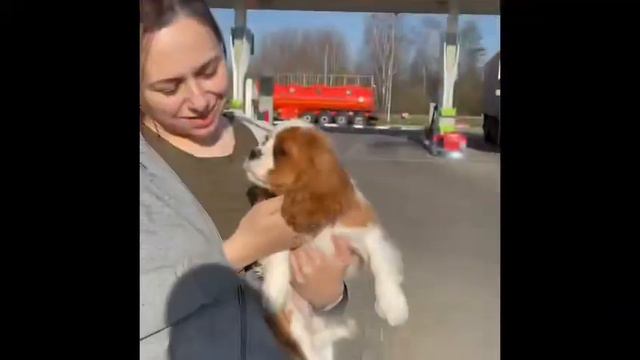 🐶💕 Девочка Мэй Кавалер Кинг Чарльз спаниель 📞+7(953)736-74-38 питомник "Северная луна " нашла семью смотреть онлайн