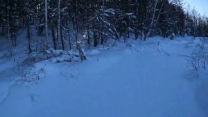 Закрытие капканов на соболя. Сезон 2022-2023.