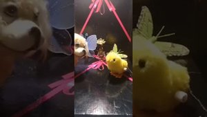 Сказка как цыпленок голос искал. Эфир @hehactbe в инстаграм