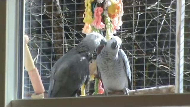 Любовь, морковь и... сюси-пуси) смотреть онлайн