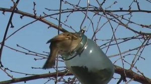 Птицы - воробьи и синицы зимой.mp4