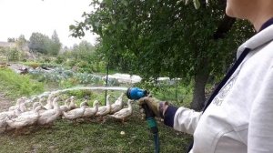 Утки муларды 3 месяца. Вес 3,8 кг.