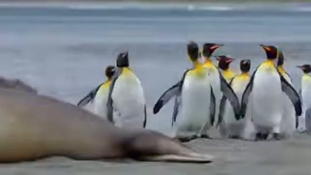 Пингвины потревожили разъяренного морского слона / Penguins disturb an angry elephant seal смотреть онлайн