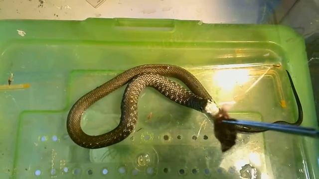 Кормление ужа /Natrix natrix feeding смотреть онлайн