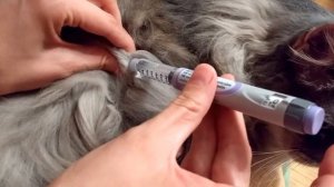 Lantus pen diabetic cat