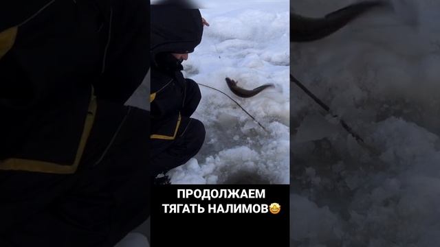 СНОВА ЛОВИМ НАЛИМОВ #рыбалка #продольники #осень #рыбалканальду  #лунка #трофей #налим #рыба #река
