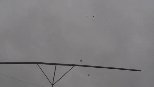 Николаевские Голуби Полёт Голубей