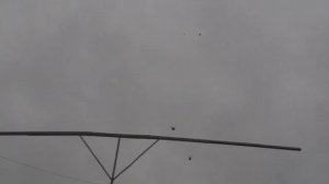 Николаевские Голуби Полёт Голубей