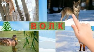 Учимся Читать, Спасаем Зверей. Учим буквы, азбука.