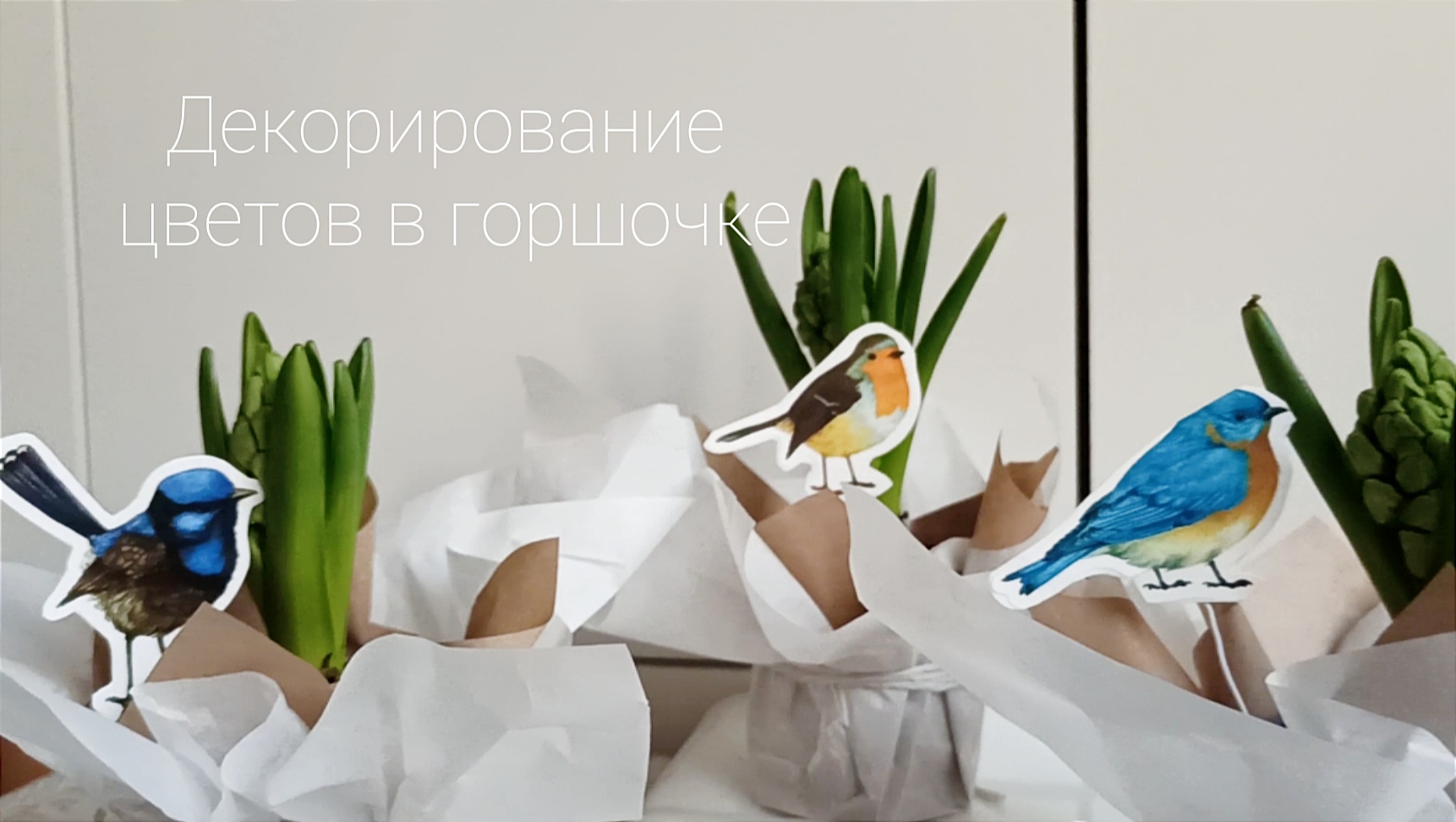 Декорирование цветов в горшочке Оформление гиацинта