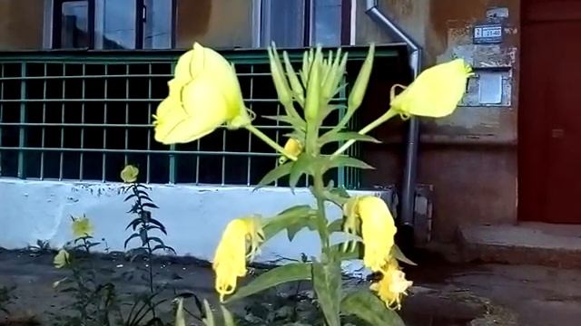 Энотера, примула вечерняя. 10 мин. из жизни цветка смотреть онлайн