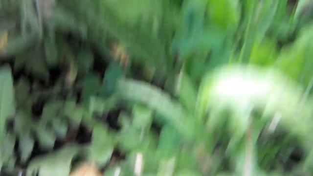 Кермек, статица, лимониум цветет . смотреть онлайн