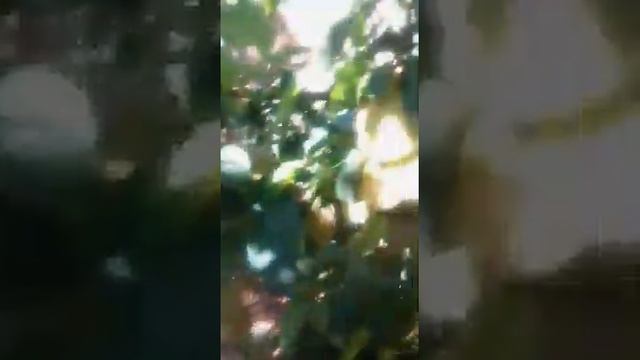 Персики. Урожай. Осенние работы.