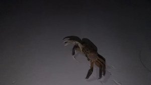 Сейшелы | Большие крабы на пляже