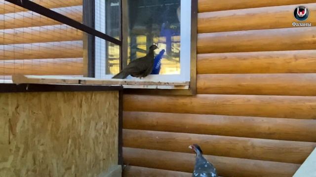Первое яйцо Серебряных фазанов. First egg.