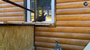 Первое яйцо Серебряных фазанов. First egg.